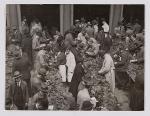 Inspecting of tobacco at Frascati aan de Nes in 1927