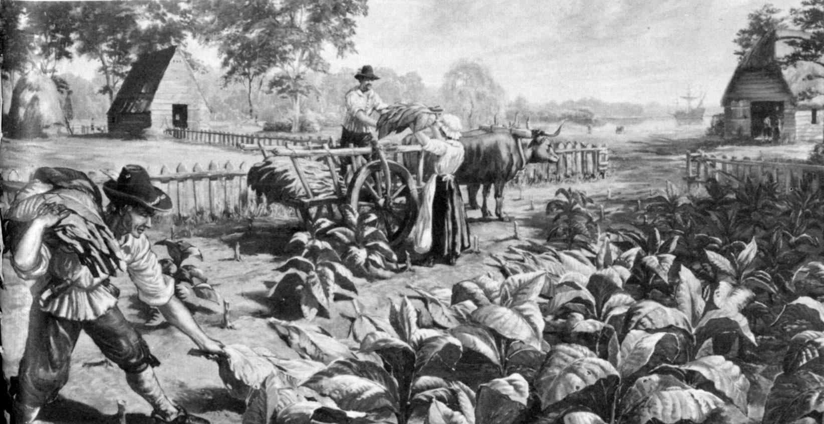 Farming Maryland tobacco in a colony