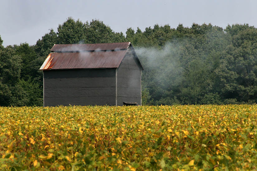 fire-cured-tobacco-barn.jpg